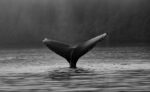 <strong>Solidarisches Seufzen: Von Walen, Wehen und dem Schmerz der Welt</strong>